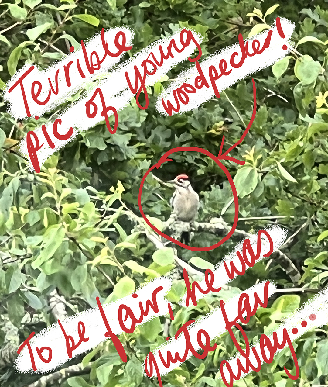 Baby woodpecker