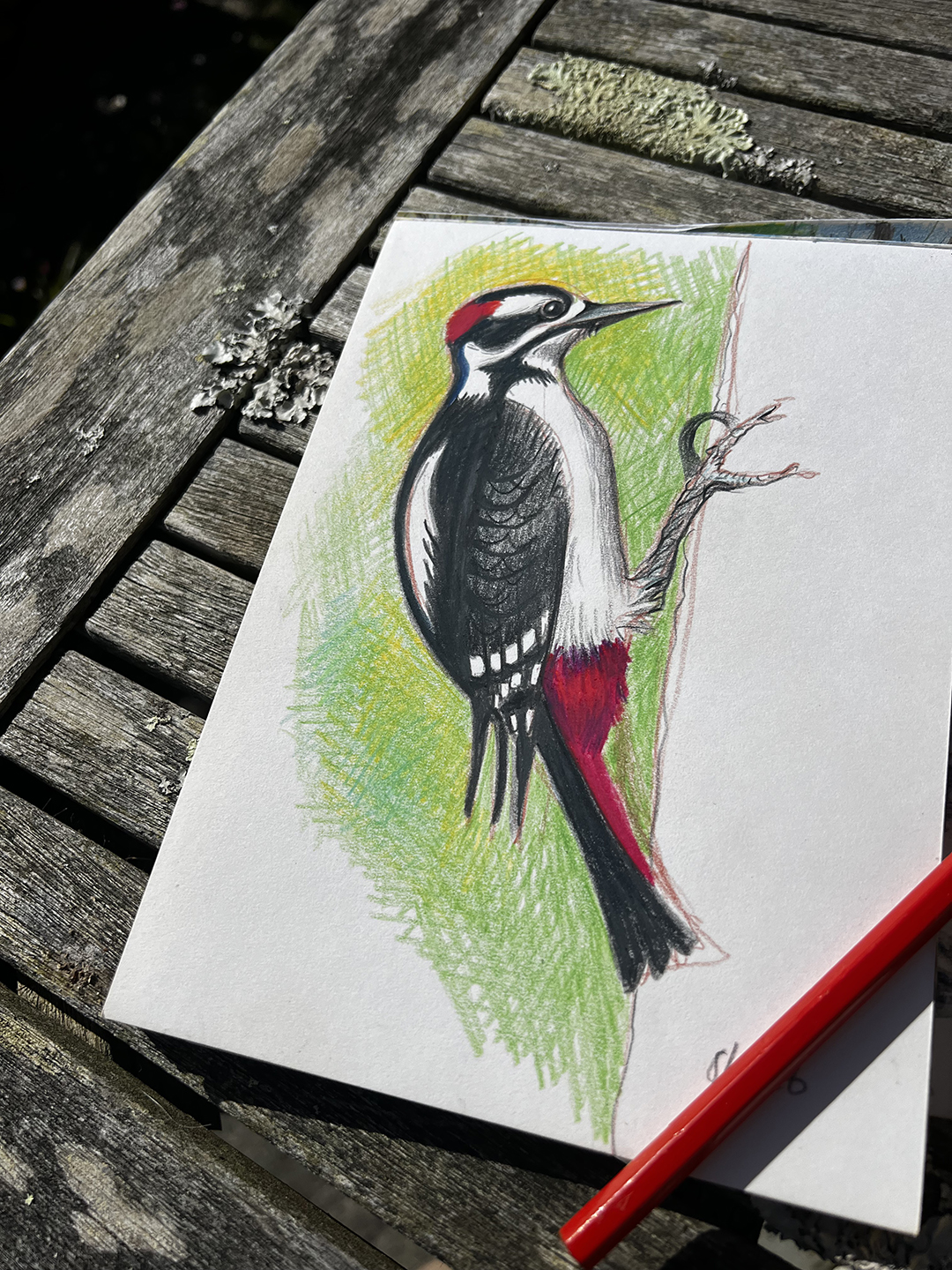 Woodpecker sketch