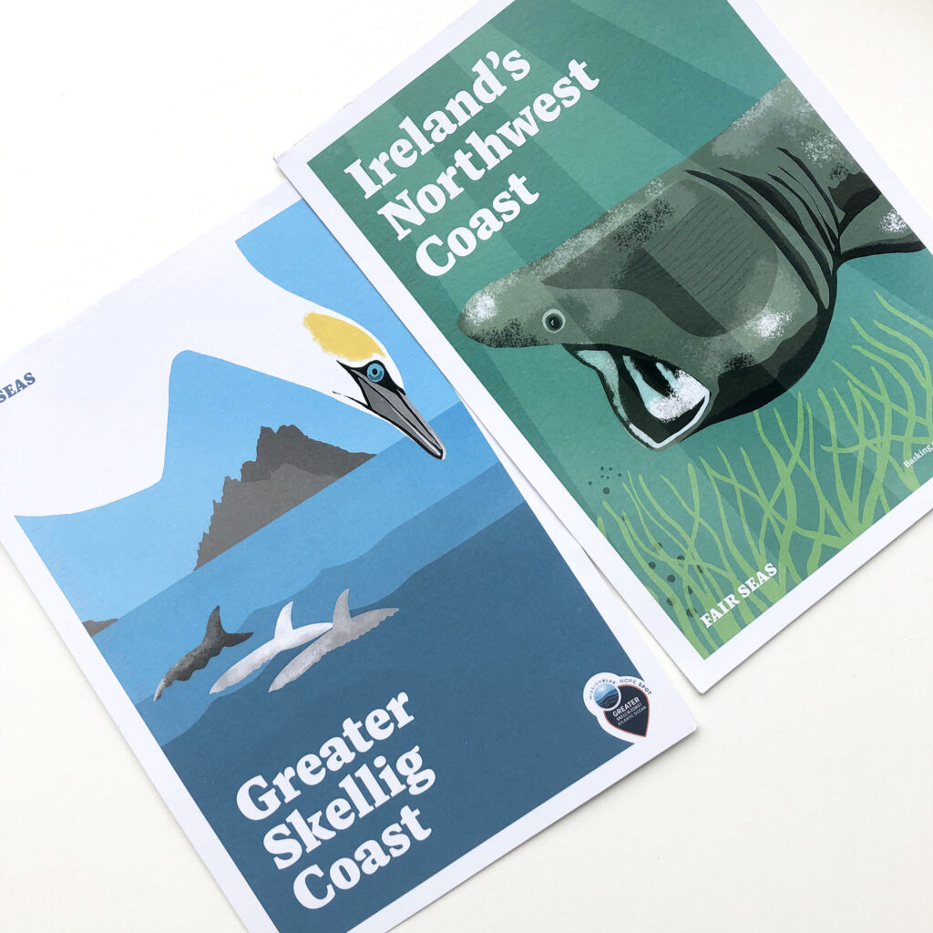 Karen Nolan Gannet Basking Shark Illustration SQ