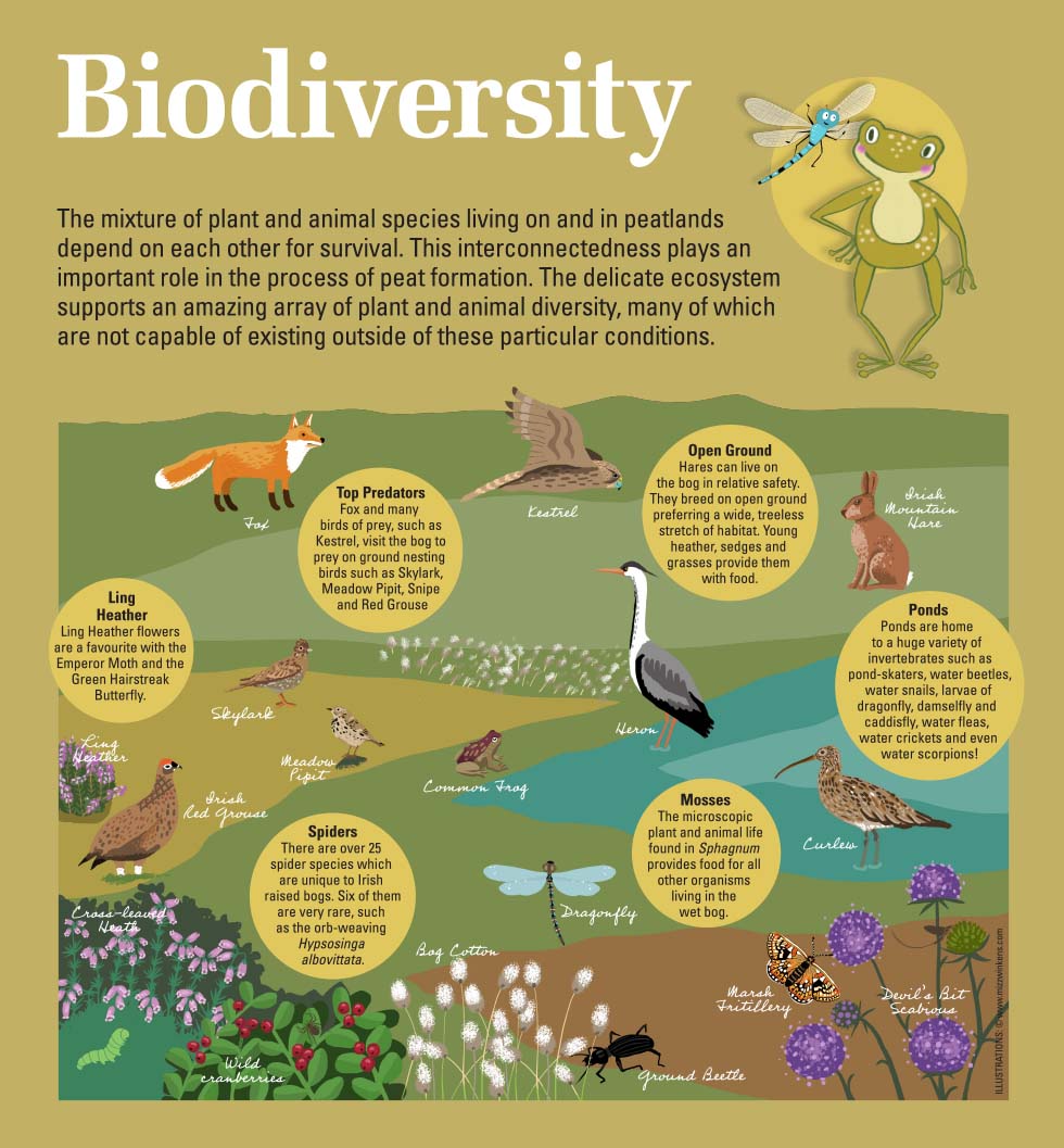 Kiltimagh Biodiversity Illustration Bog
