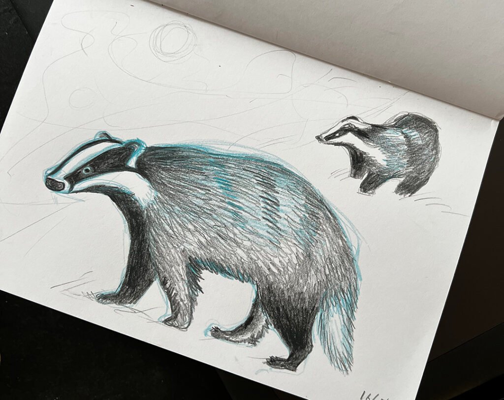Badger illustration Coloured pencil